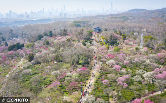 楠竹林|梅花盛开春意浓