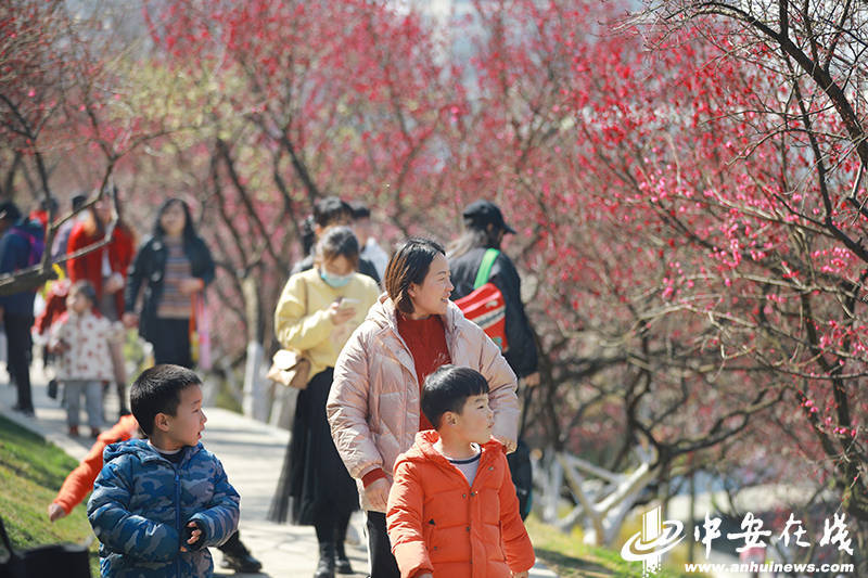 阳光|匡河“梅景”好 市民“打卡”忙