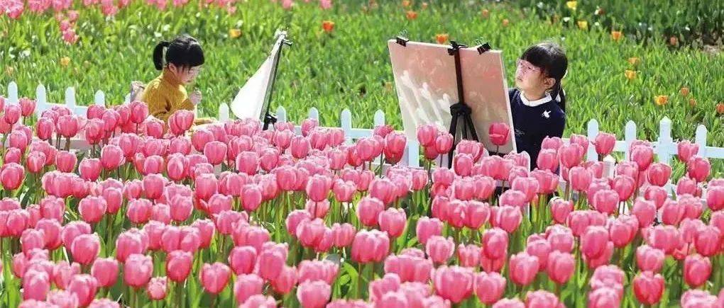 春日限定！带上家人，一起去看花花花花吧！_花海_郁金香_樱花