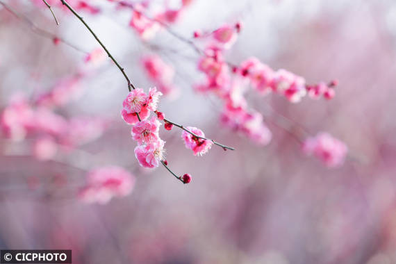 楠竹林|梅花盛开春意浓