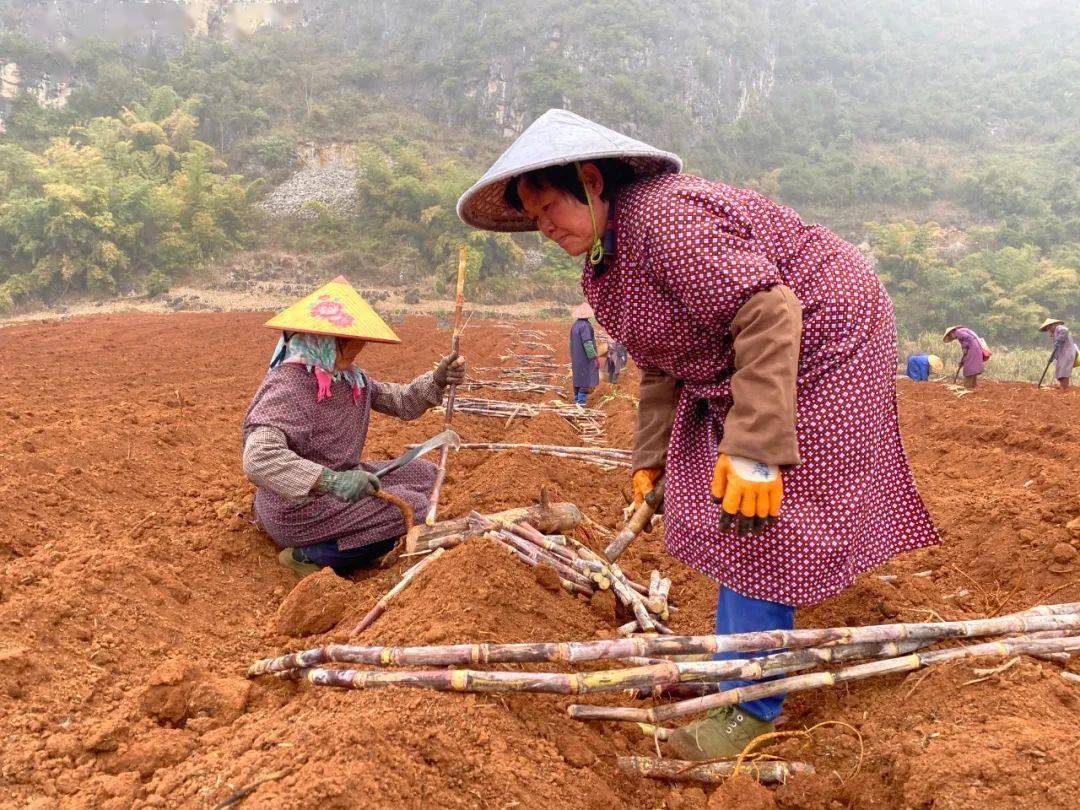 【乡村振兴】天等群众抢抓农时种甘蔗_种植_王耀旭_赵生文