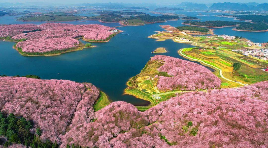 接站后乘坐车前往平坝万亩樱花园,春林初盛,樱花成海,贵州平坝农场的