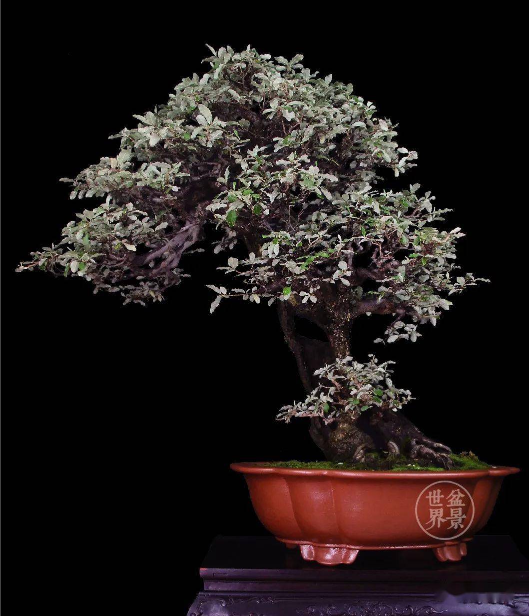 三月枣,甜!_cm_作品_陈月祝