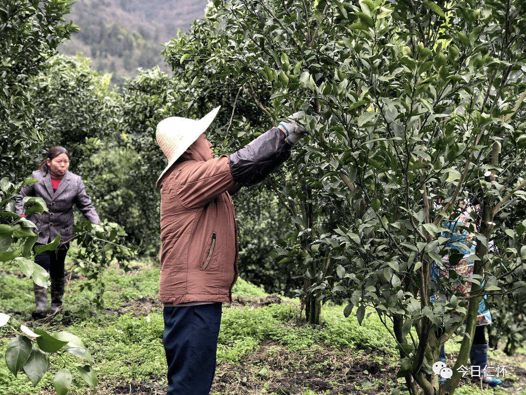 基地员工正在为柑橘树修剪枝丫漫山遍野的柑橘树长势喜人