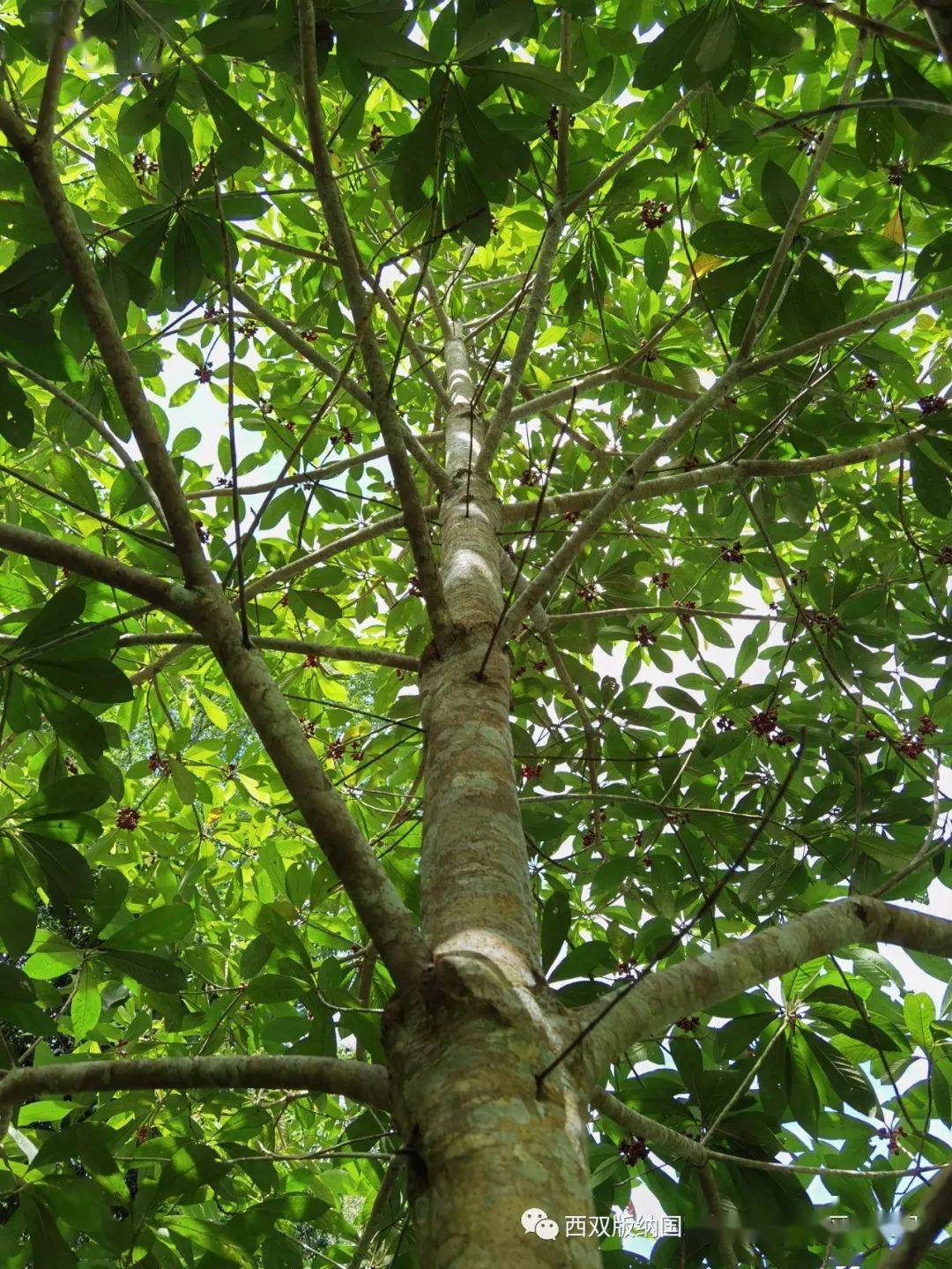 世界野生动植物日丨西双版纳保护区动植物科普七云南蓝果树