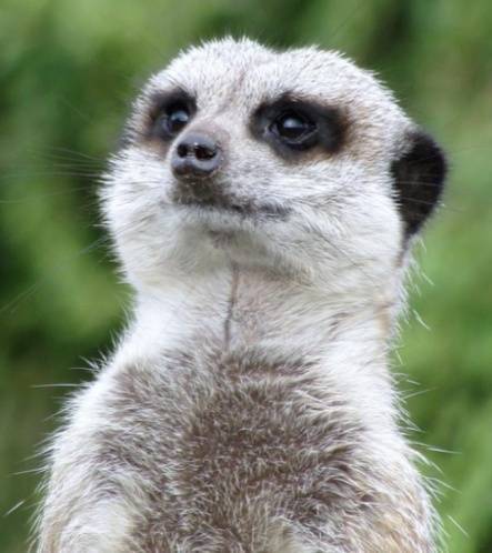 来这里看电影狮子王黄金配角丁满狐獴啦