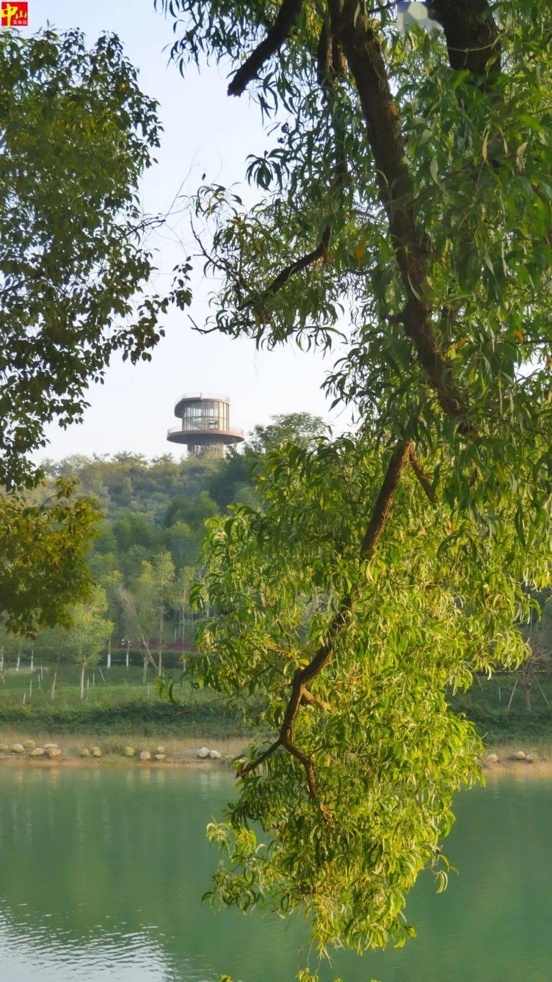 中山美景一天內兩度登上央視_公園_春風_橫欄