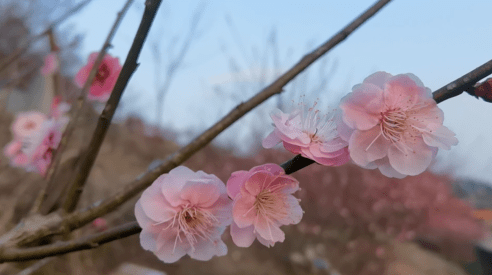 西渡镇|湖南大部已入春！踏青打卡春光里