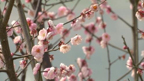 西渡镇|湖南大部已入春！踏青打卡春光里