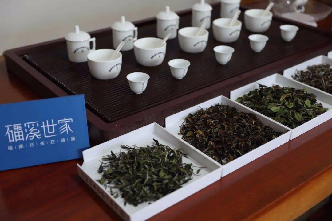 好茶源于好工艺见证真正的福鼎磻溪白茶