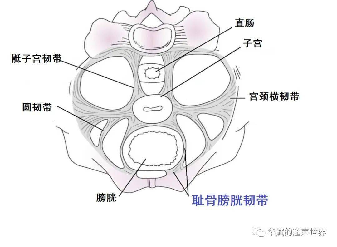 经膀胱两侧向后与宫颈横韧带,骶子宫韧带延续(男性为耻骨前列腺韧带