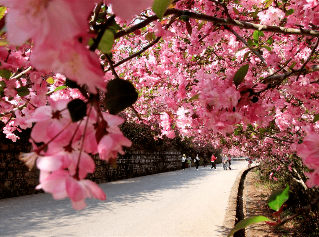 最是一年春好处,花海秀山欢迎您_通海_海棠花_优惠