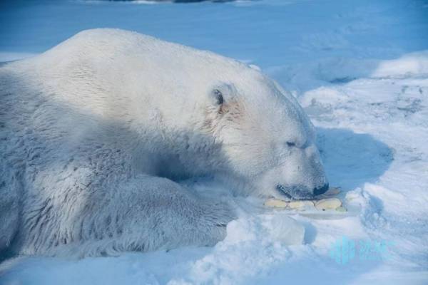 玩球|“卖萌”北极熊 冰城戏春雪