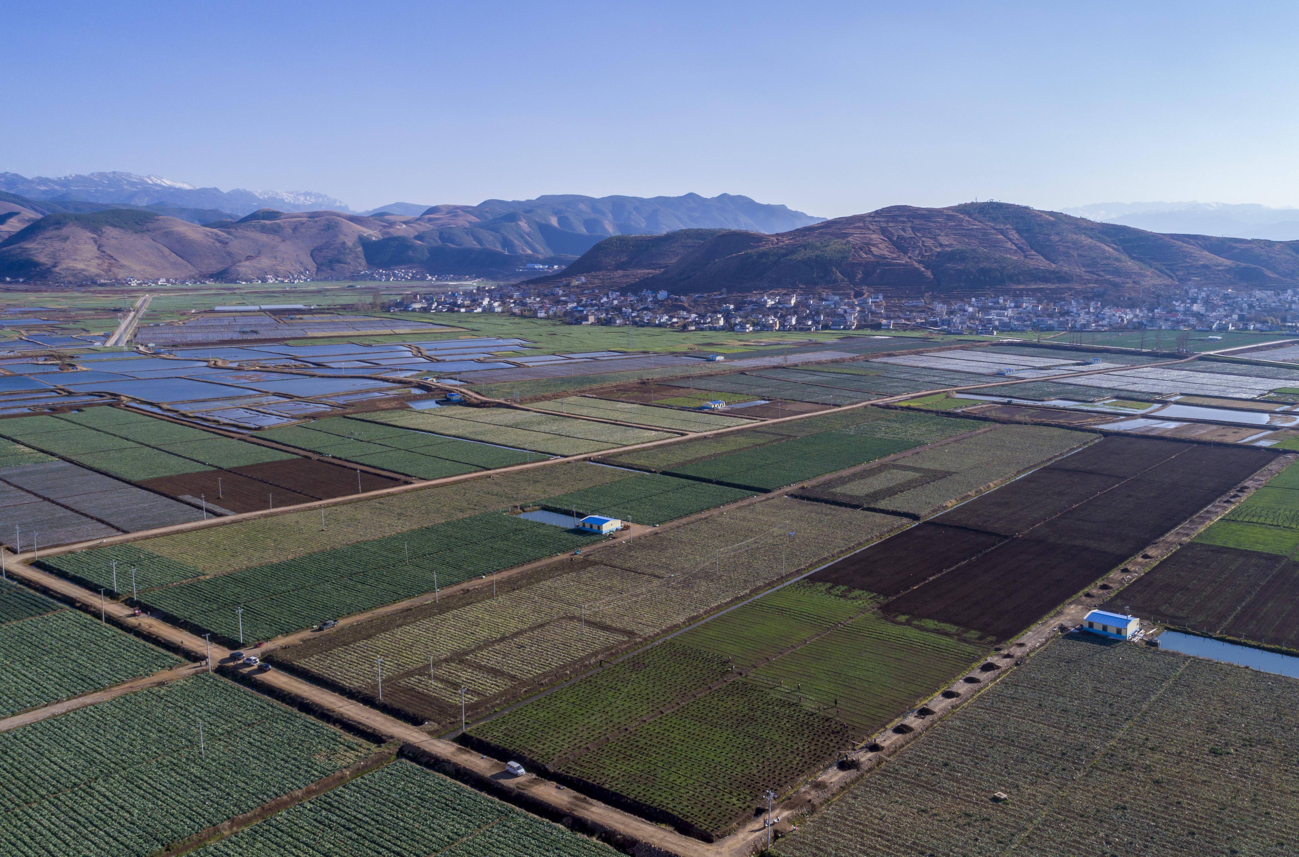 这是3月2日拍摄的云南省会泽县娜姑镇蔬菜基地一景(无人机照片)