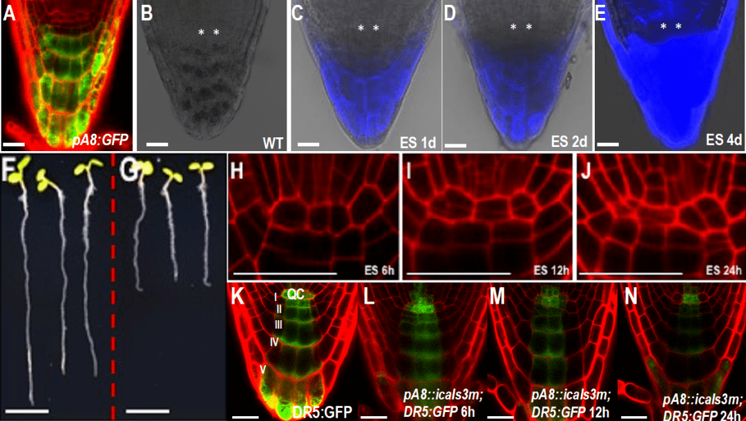 福建农林大学海峡联合研究院吴双课题组发现根冠胞间