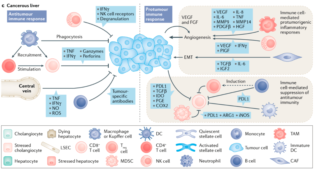 nature綜述:原發性肝癌的免疫及代謝微環境_細胞_肝臟_炎症
