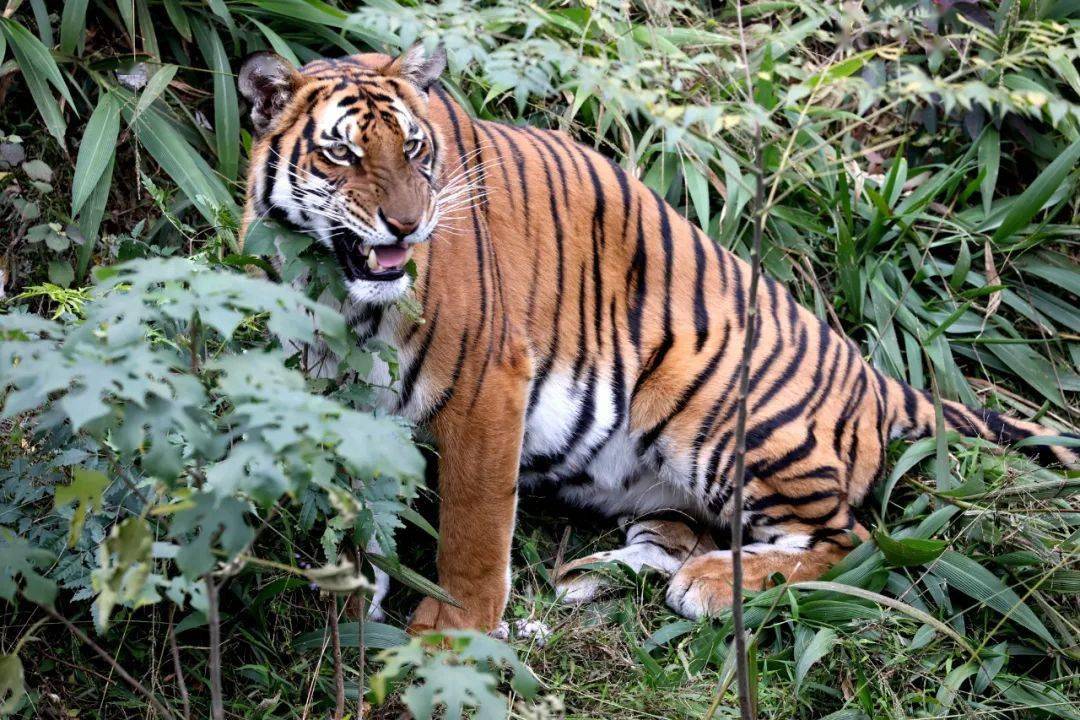 从森林之王到世界濒危野生物种之首不我们要虎啸山林