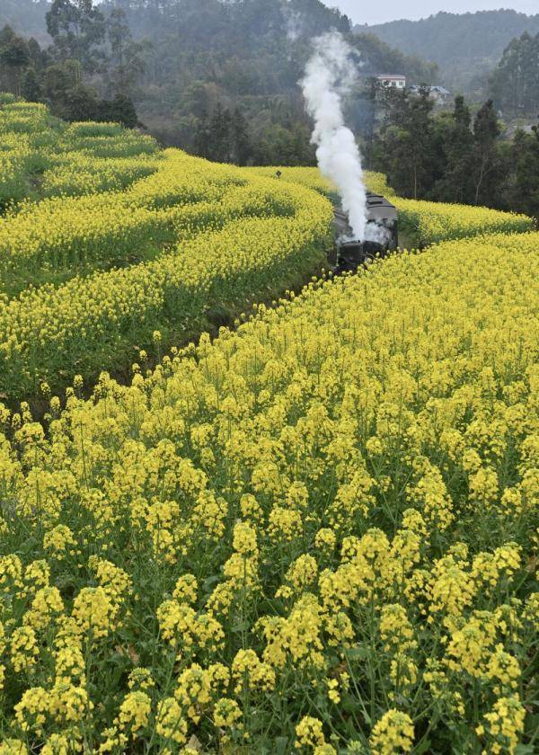 农文旅|四川犍为：春日小火车带动农文旅融合发展