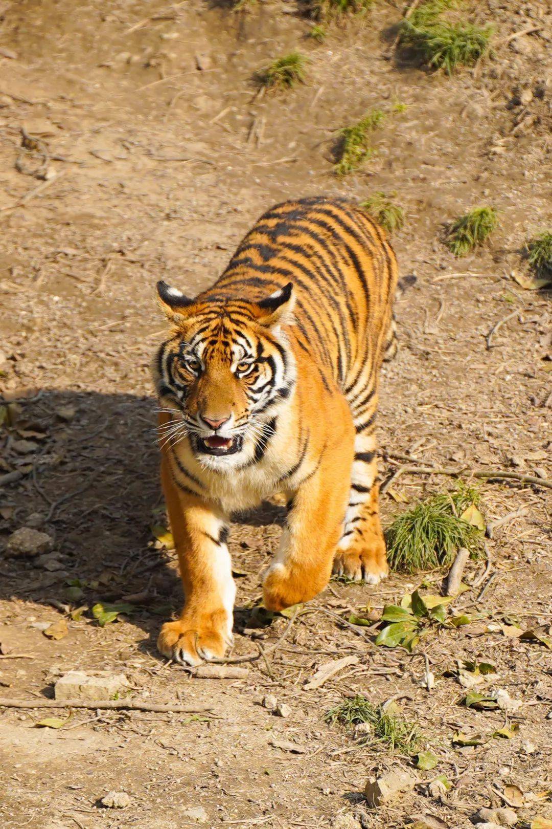 世界野生动植物日梅花山邀你为我们的小老虎取名字