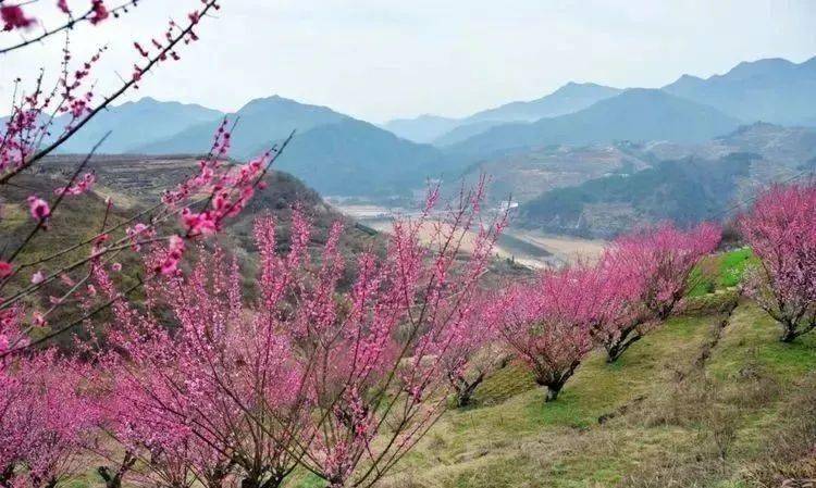 每年2月~3月初,沃洲湖畔的千畝梅花成為當地一道靚麗的風景線,梅花