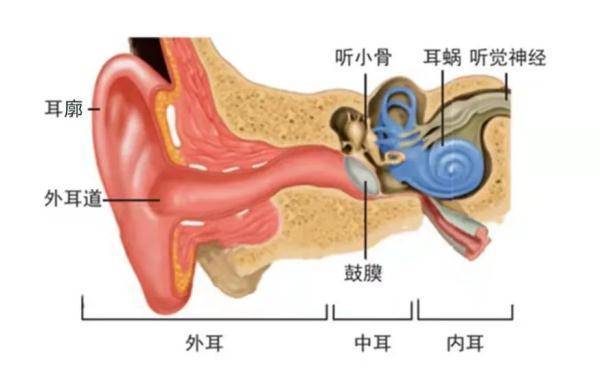 声音|冲上热搜！睡眠不足可能导致突发性耳聋，网友不淡定了