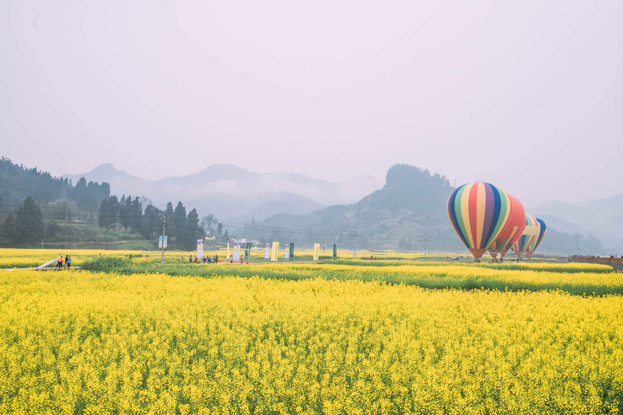 铜梁油菜花图片