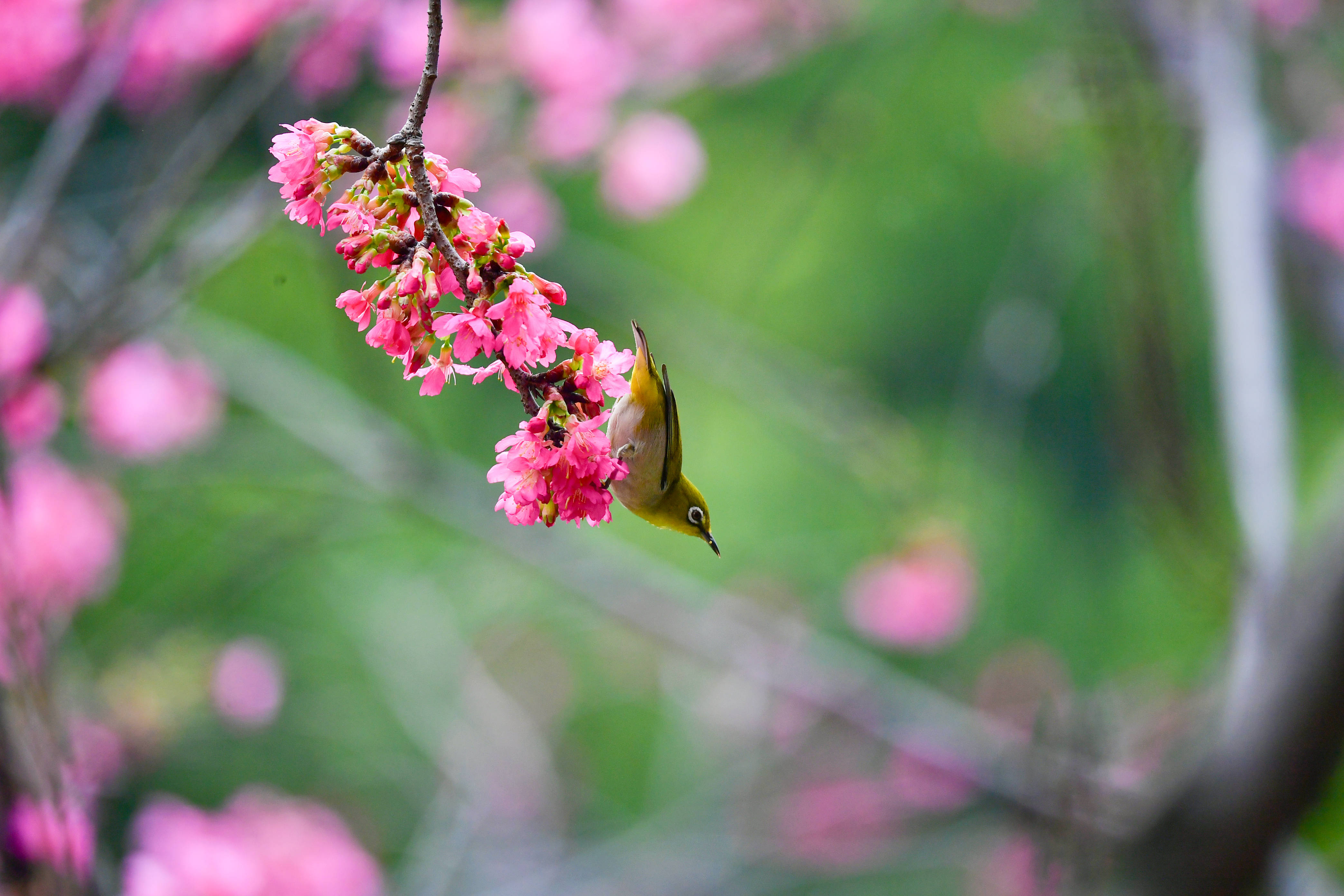 花姿鸟态 活色生香 花城 鸟儿 湿地