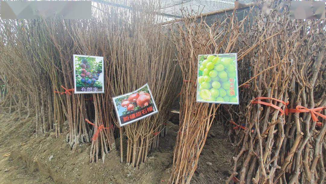 人勤春来早春暖种树忙苗木市场购销旺