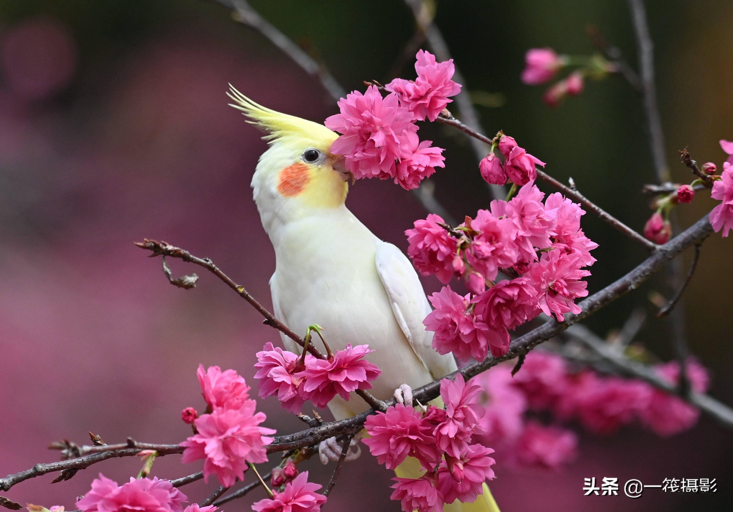 玄凤鹦鹉照片壁纸图片