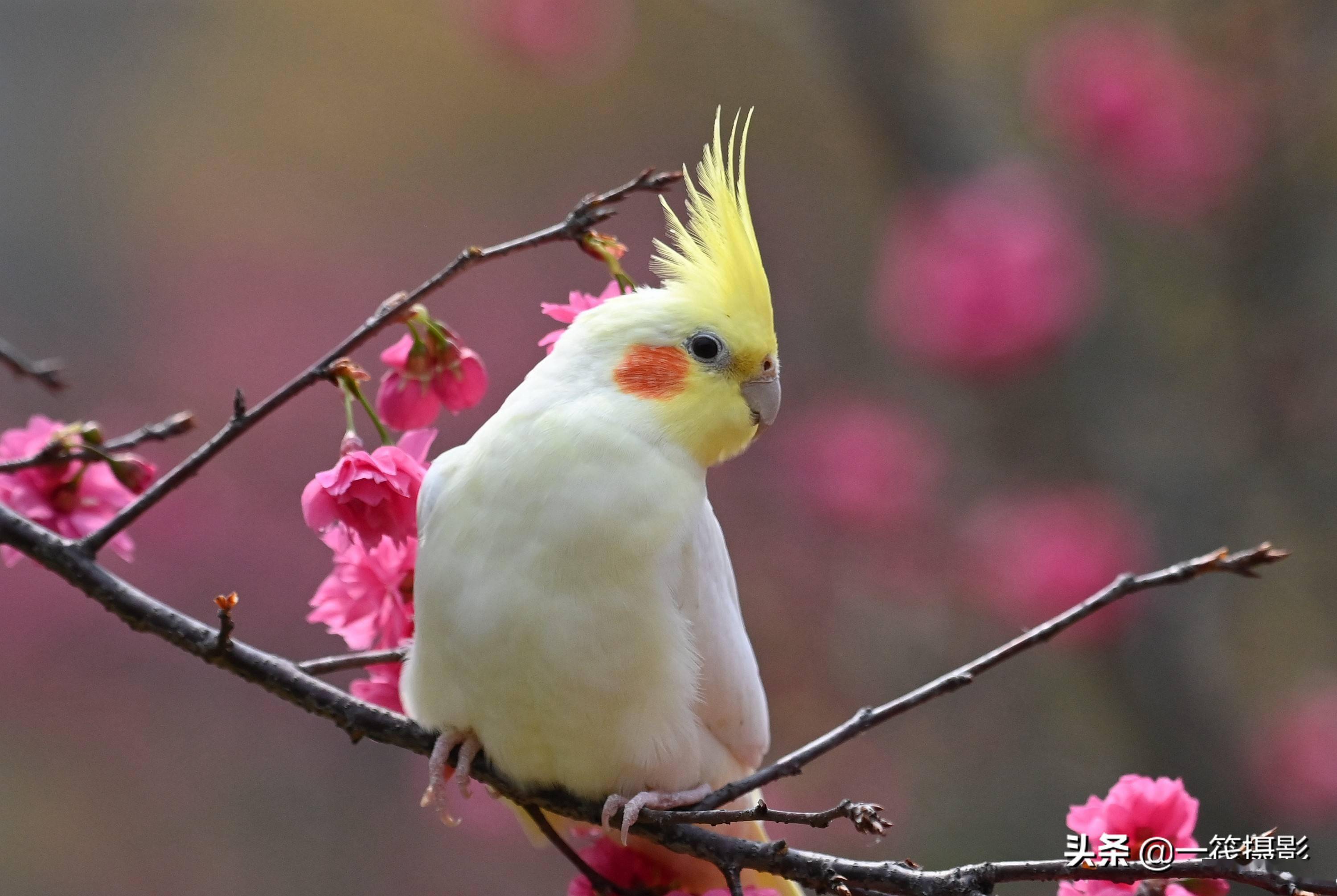 玄凤鹦鹉赏樱花