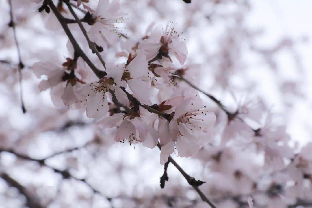 今日惊蛰天气回暖春雷始鸣