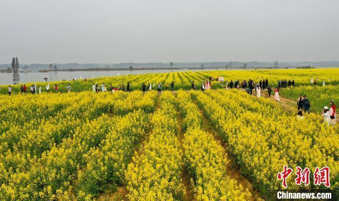 油菜花|江西万安乡村油菜花绽放 春暖花开醉游人