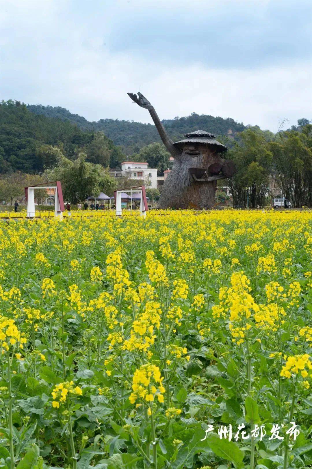 广州红山村油菜花图片