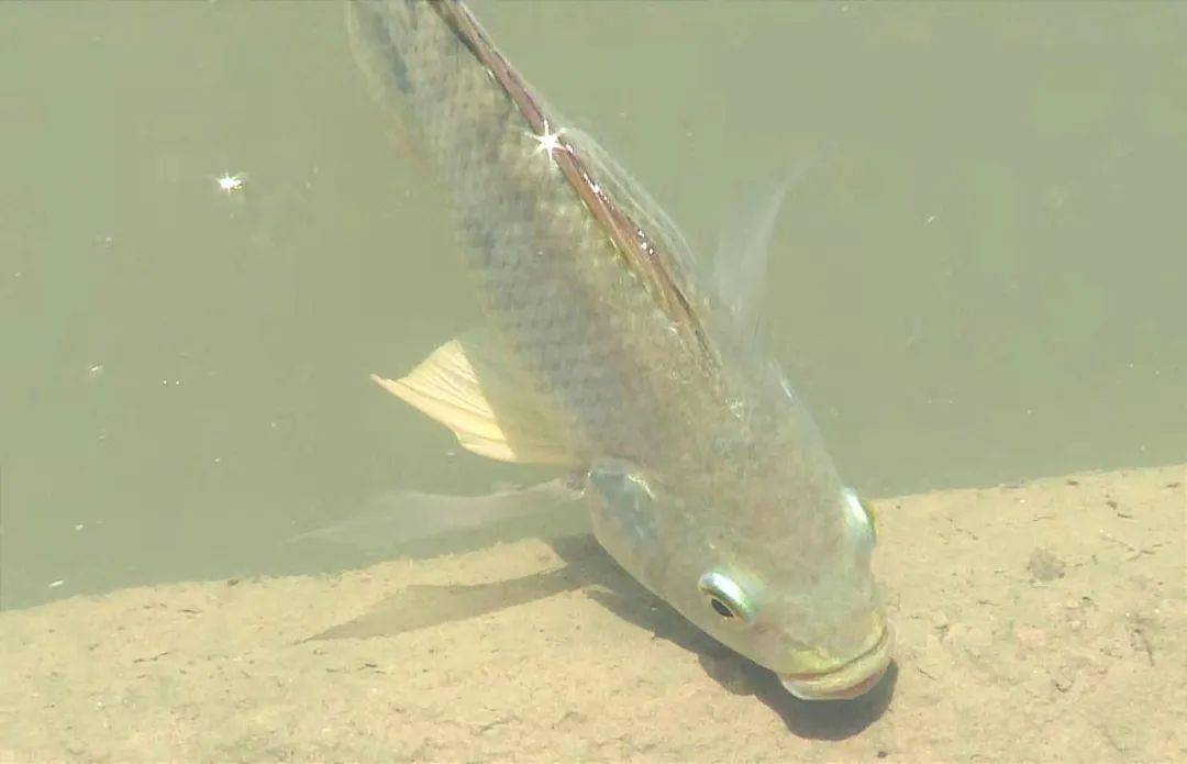 【治水攻坚】小榄这条河涌重现昔日"鱼翔浅底"景致_整治_进行_两岸