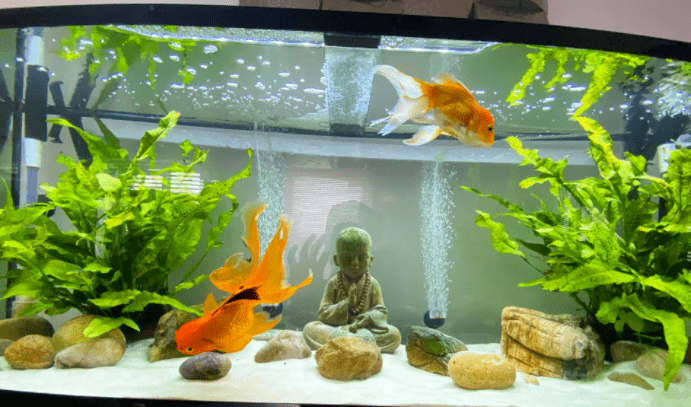 养金鱼可以放水草吗搭配什么水草比较好呢