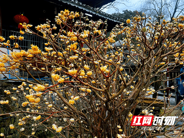 枝条|组图丨绥宁：“爱情树”结香花开 邂逅浪漫春天