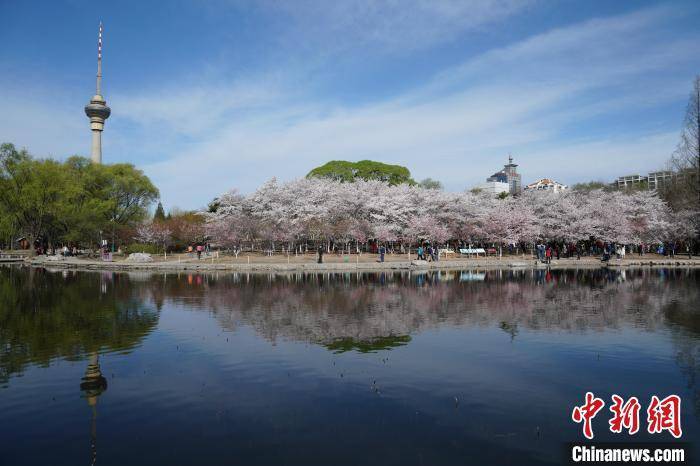 山桃|惊蛰喜迎春 京城市属公园发布早春花讯