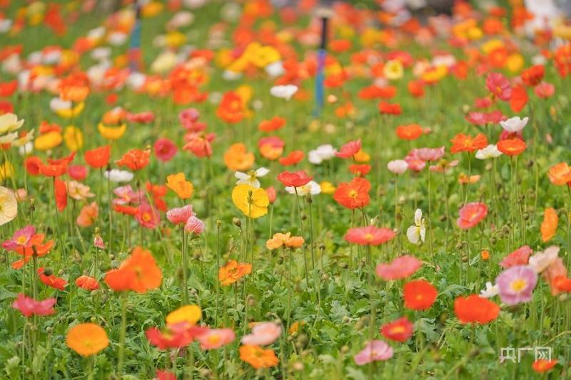 广州|【组图】惊蛰踏春！广州城中央湿地公园有片“莫奈花园”