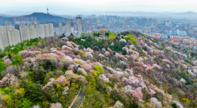 丹东樱花图片