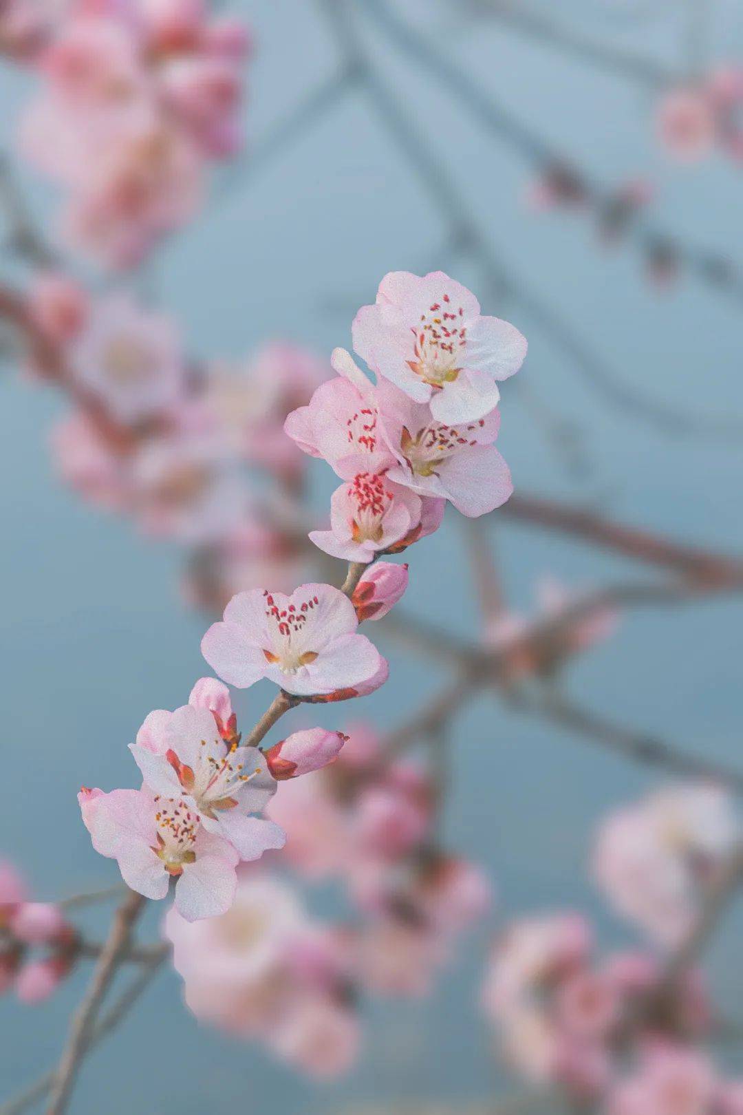 赏樱|3月，给春天“搞点颜色”看看