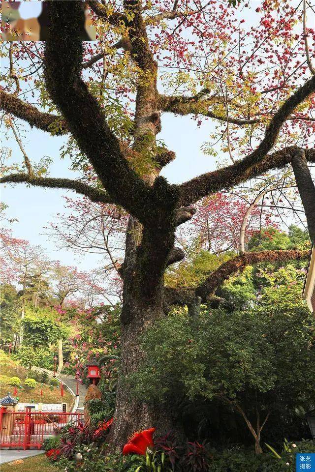 满园春色|赏桃花何须远行，桃花故里最仙境，广州白云山桃花涧让人流连忘返