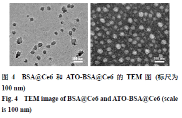 5外觀形態分別取少量bsa@ce6和ato-bsa@ce6納米粒溶液,用蒸餾水稀釋至