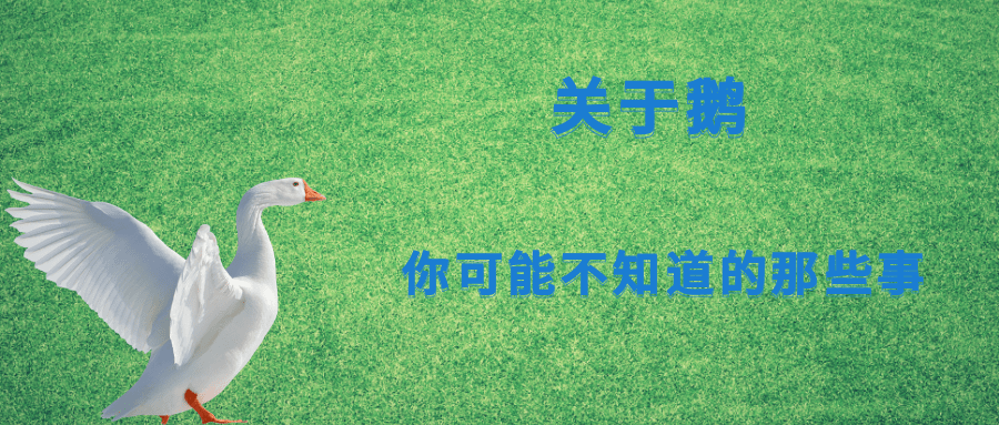 微发布|No.51:小天鹅?大白鹅?_祖先_驯化_建议