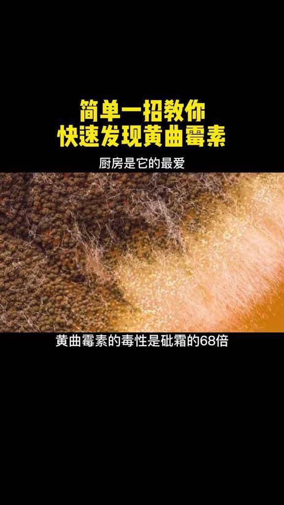 黄曲霉菌