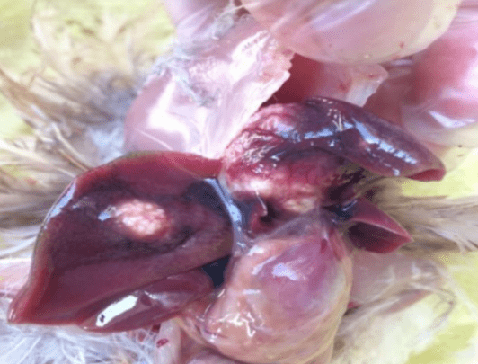 鹌鹑养殖场出现零星死亡拉稀过料产蛋低等问题需要考虑一下它的原因