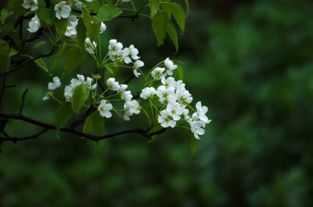 攻略|又见花开都江堰 | 三月赏花攻略来袭，快来邂逅“花花世界”！