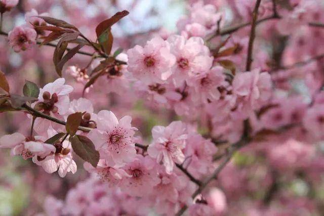 折扣|女士免票、男士半价......四川一大波景区三八节优惠来了，部分折扣持续一周