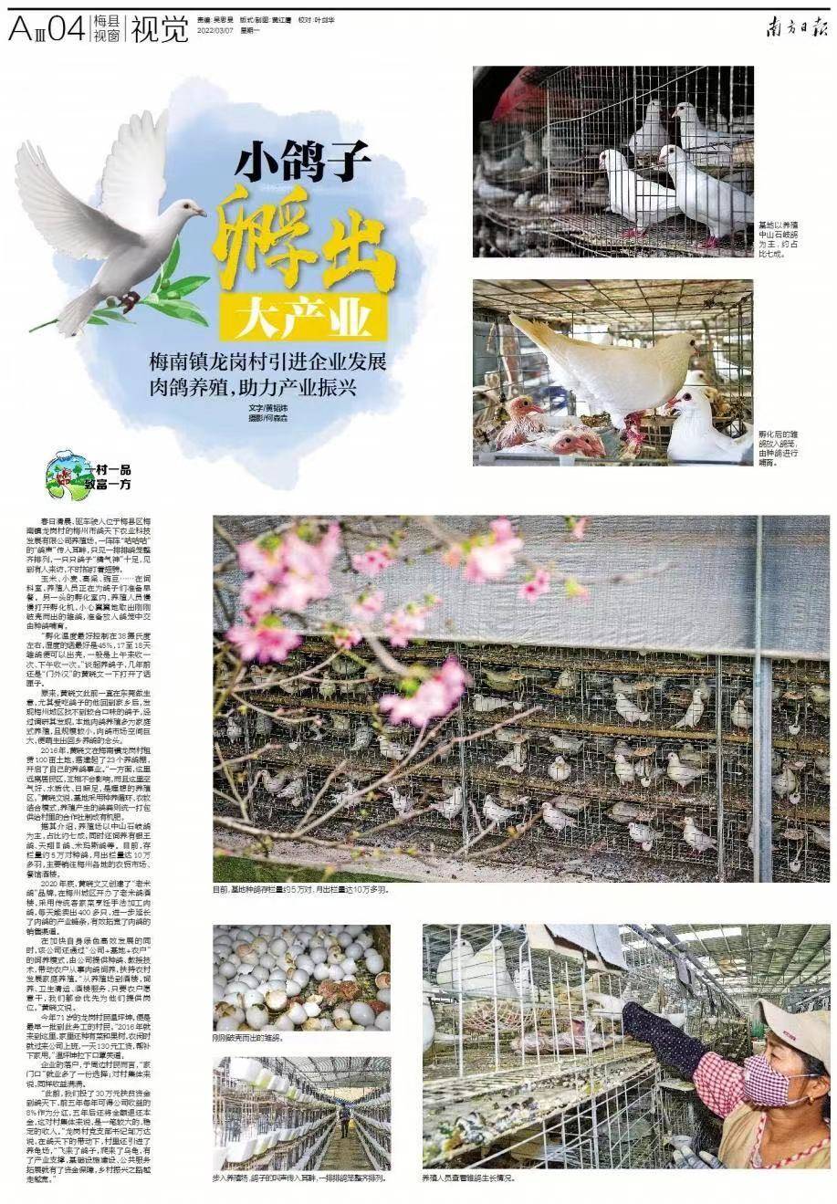 图集乡村振兴路上这里鸽声嘹亮