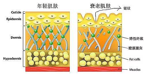 治疗知乎这个关于抗衰的问题火了！真正有效的「抗衰秘籍」,你学会了吗?