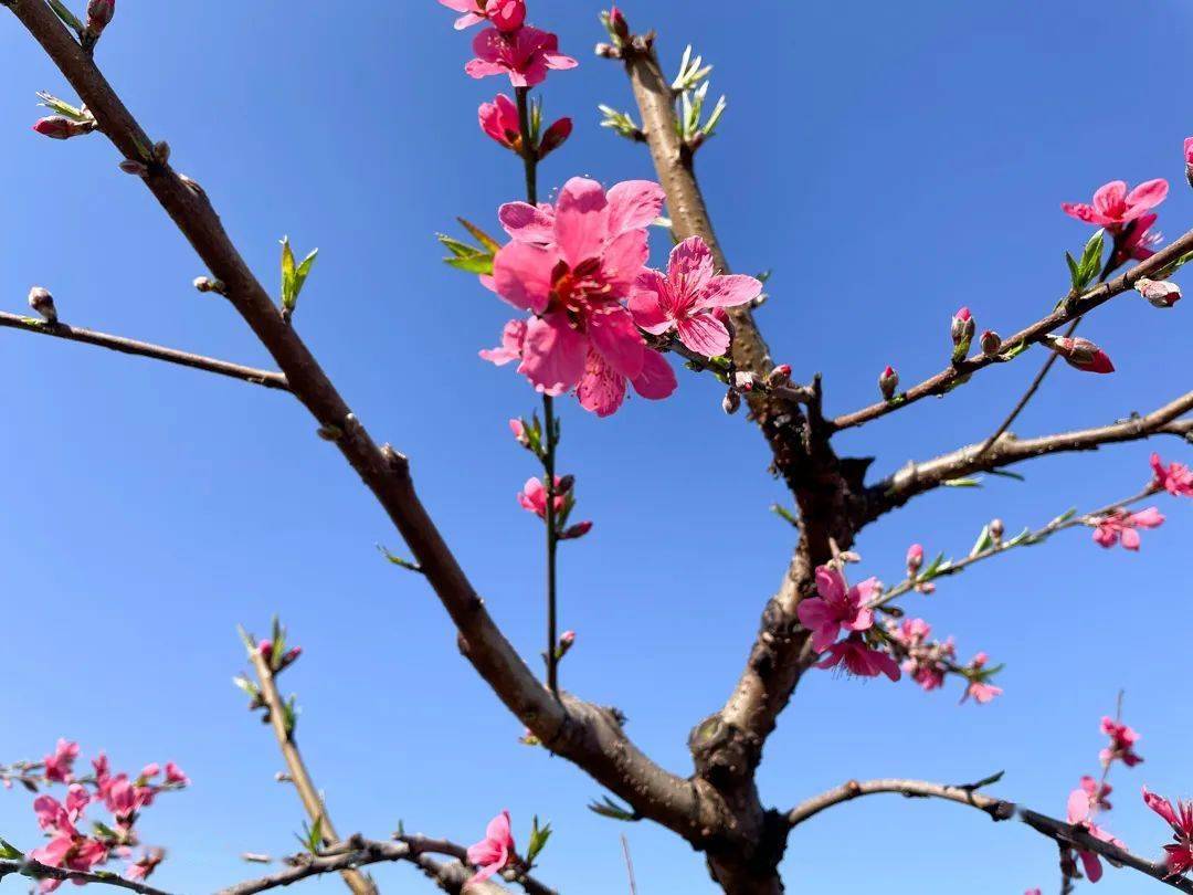 河源连平桃花图片